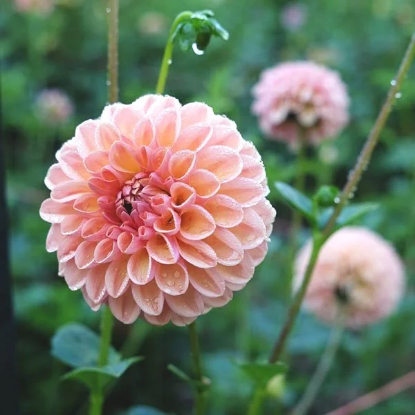 KA's© Snow Jo — Petal Creek Farm